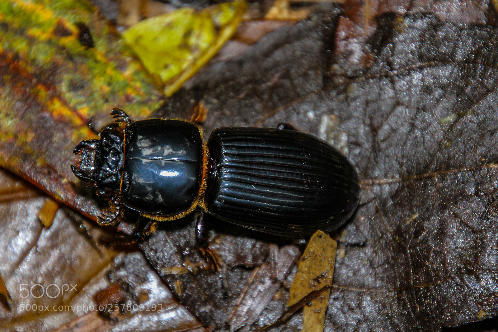 Canon EOS 7D sample photo. Giant beatle photography