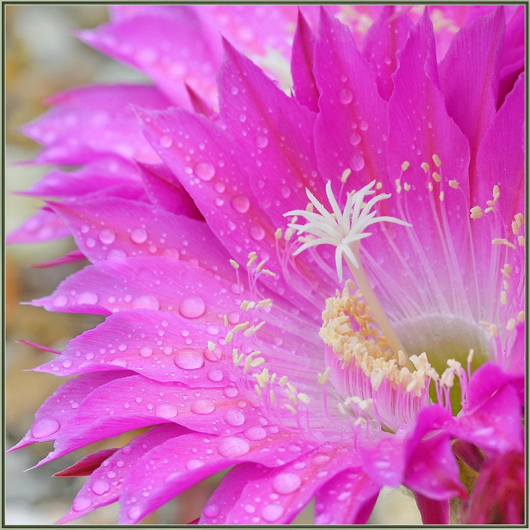 Sigma 105mm F2.8 EX DG OS HSM sample photo. Spring shower photography