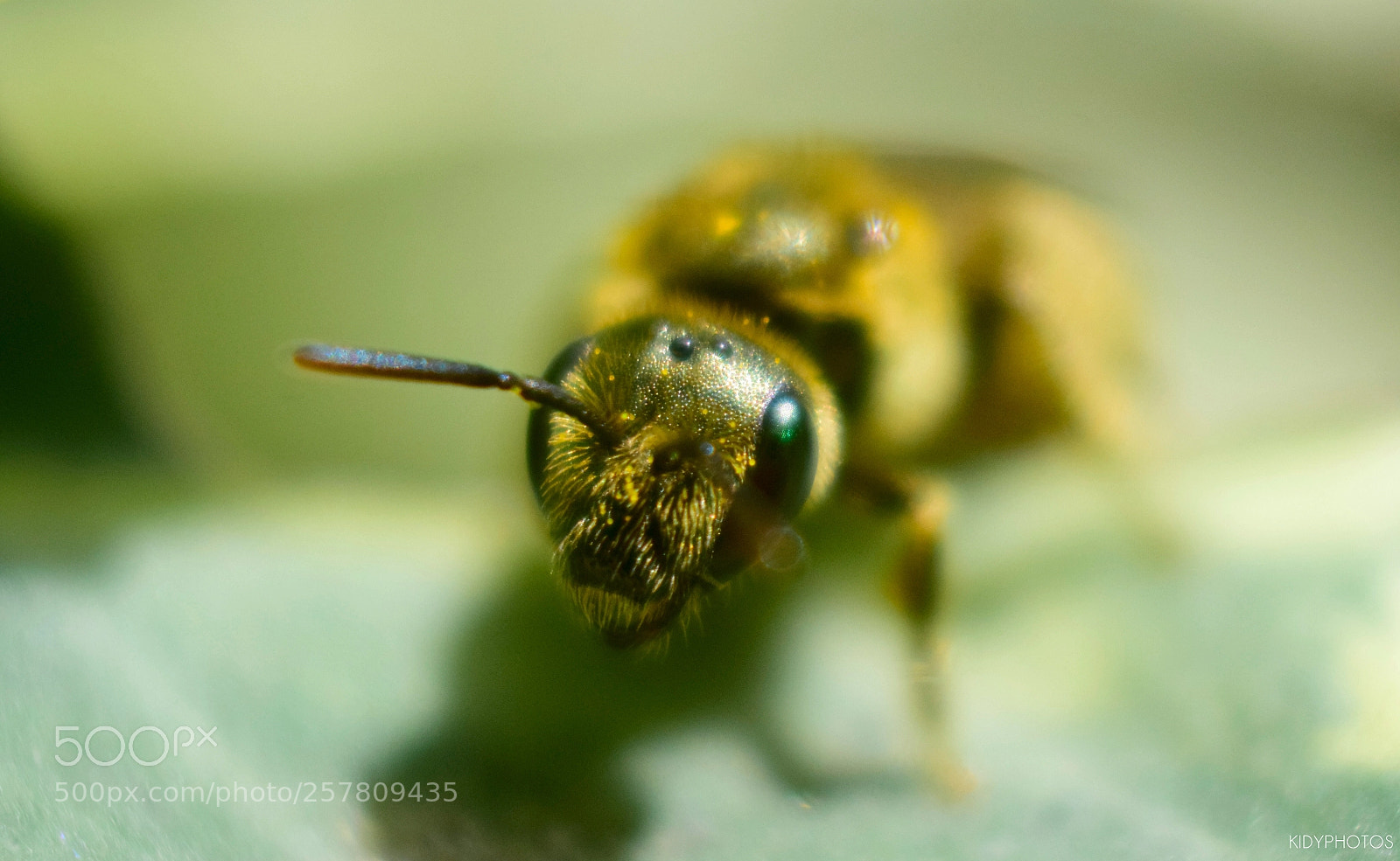 Nikon D5300 sample photo. The bee photography