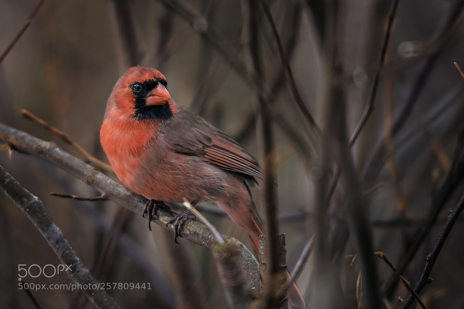 Nikon D7100 sample photo. Striking red photography