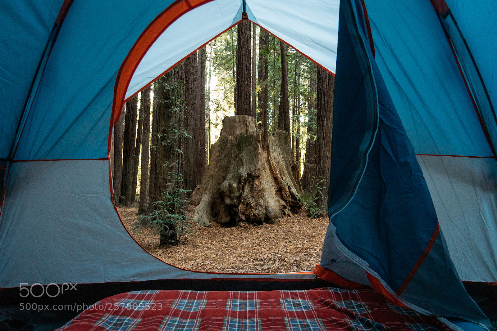 Sony a99 II sample photo. Camping among redwoods photography