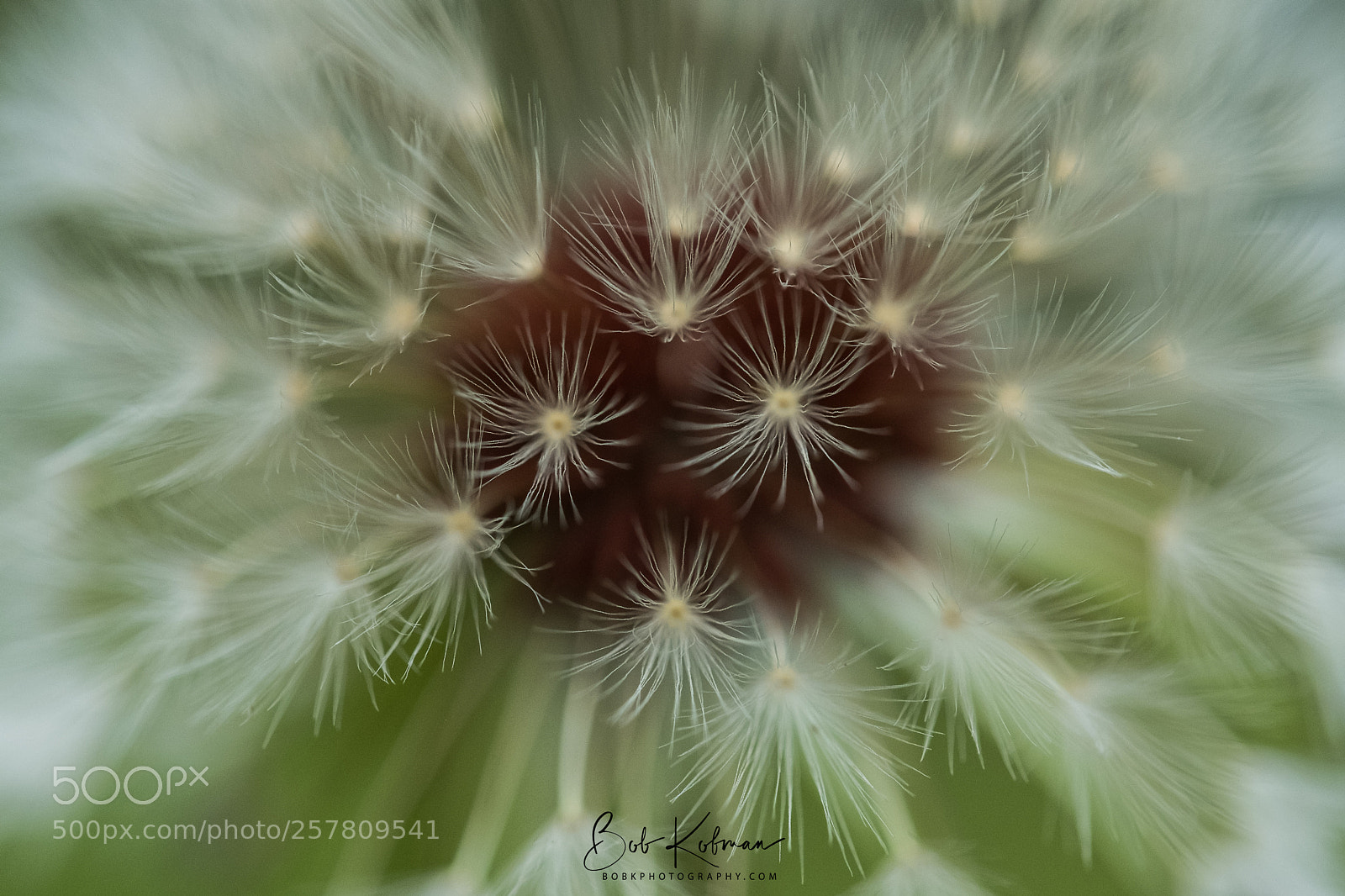 Fujifilm X-T2 sample photo. Dandelion photography