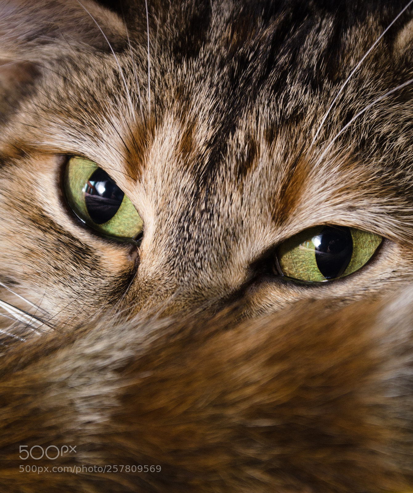 Nikon D5100 sample photo. Miradas gatunas ii photography