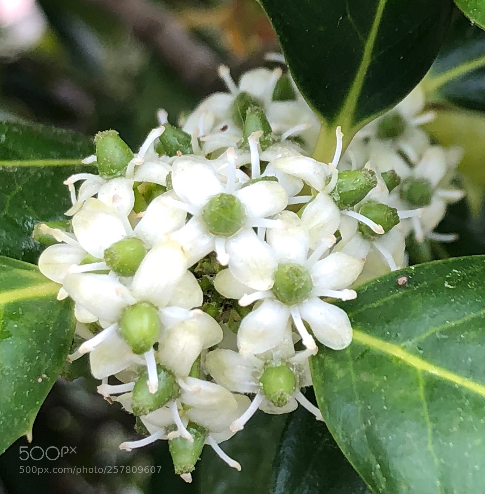 Apple iPhone 8 Plus sample photo. Holly blossoms  photography