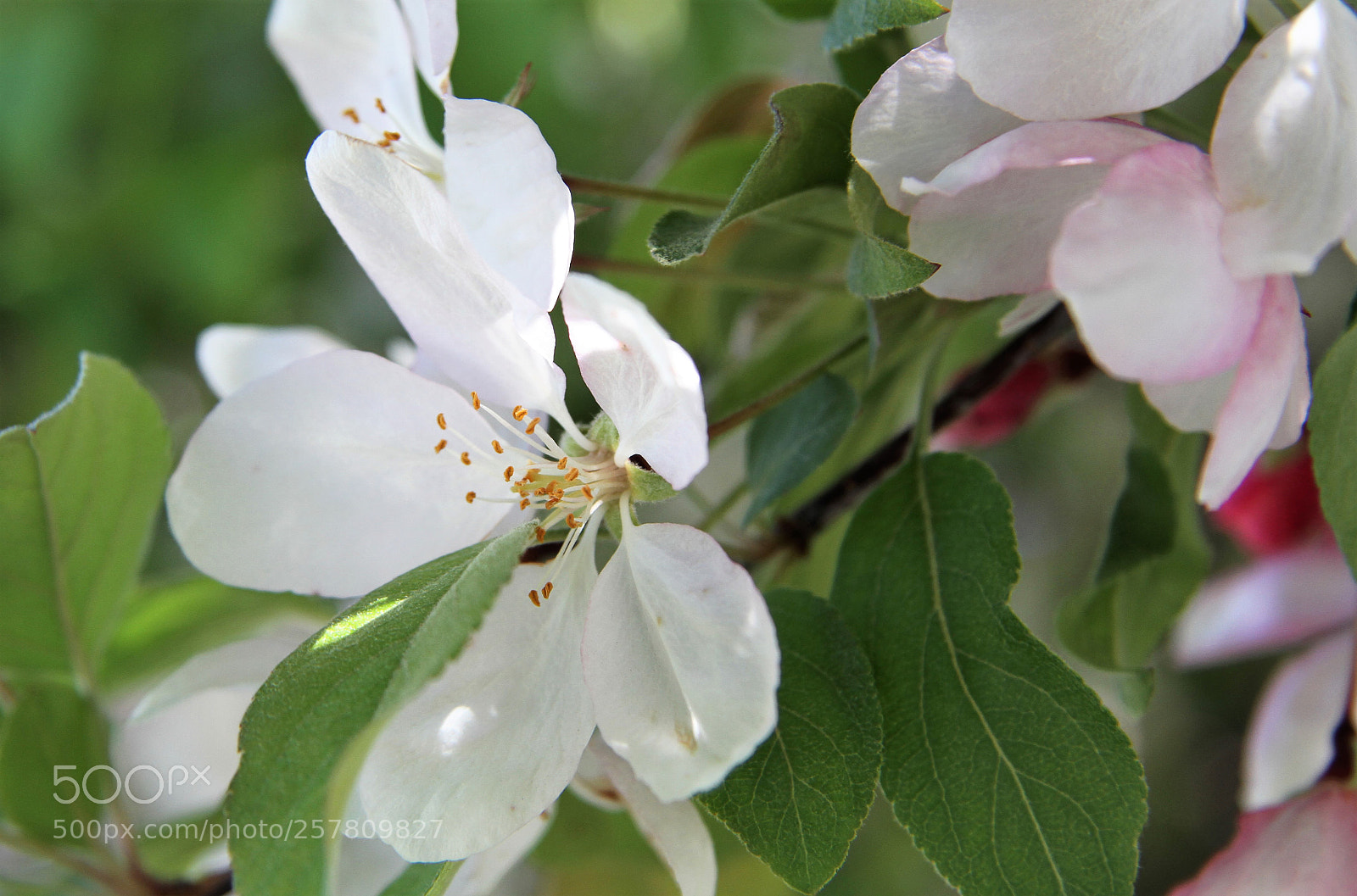 Canon EOS 7D sample photo. Flowers in bloom photography