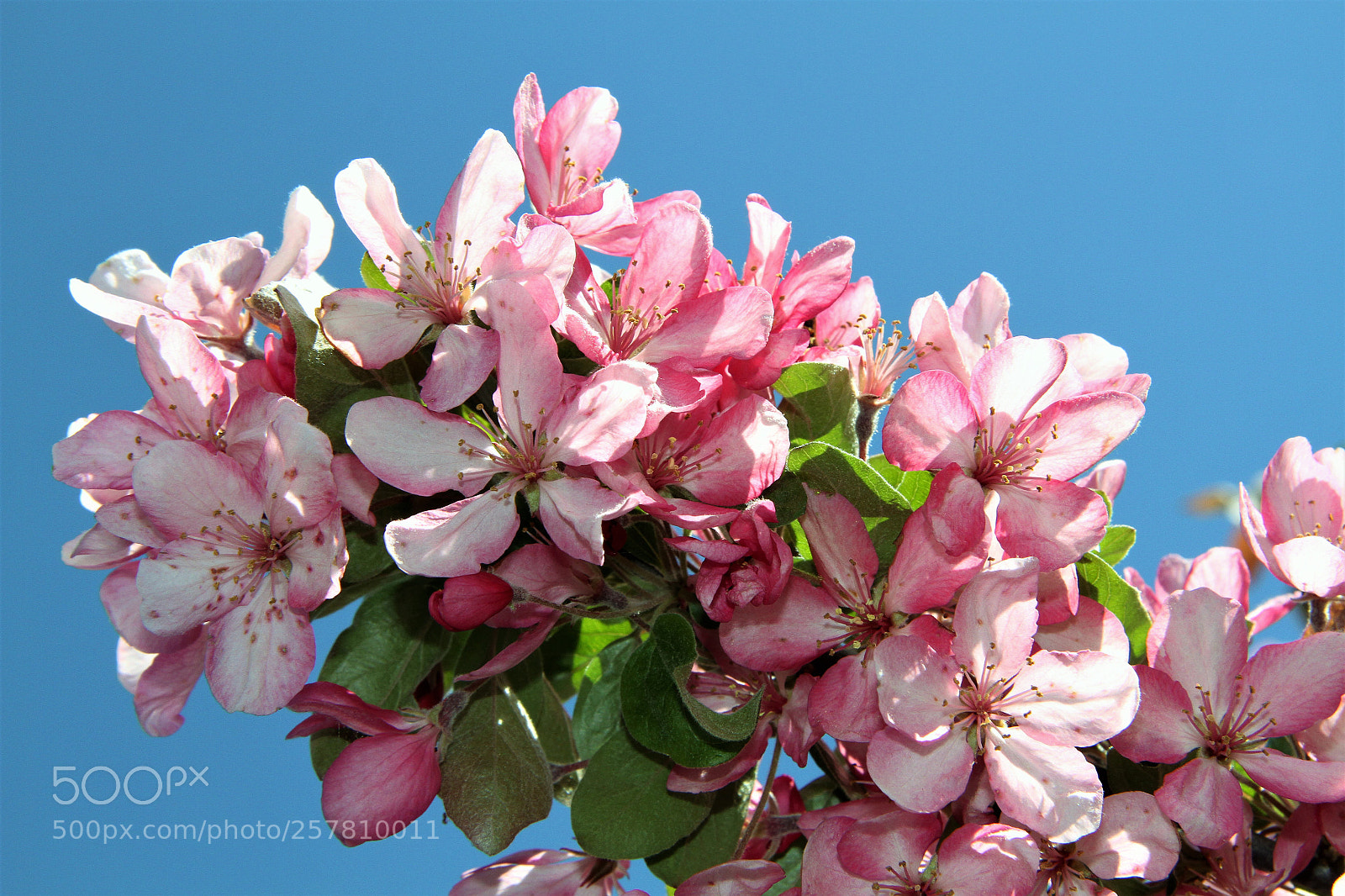 Canon EOS 7D sample photo. Flowers blooming on a photography