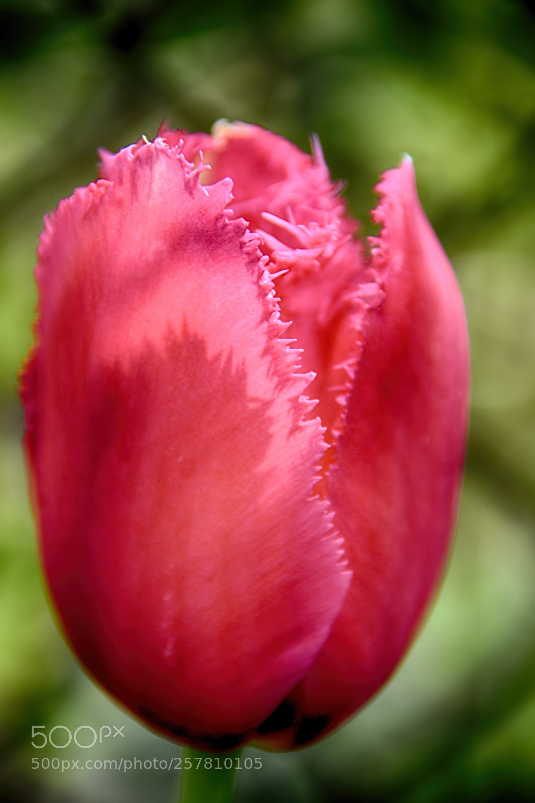 Nikon D7200 sample photo. Tulip photography