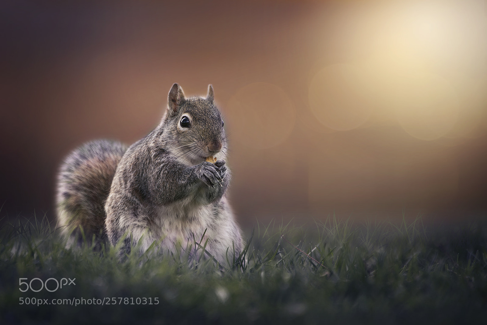 Canon EOS 5D Mark IV sample photo. Squirrel photography
