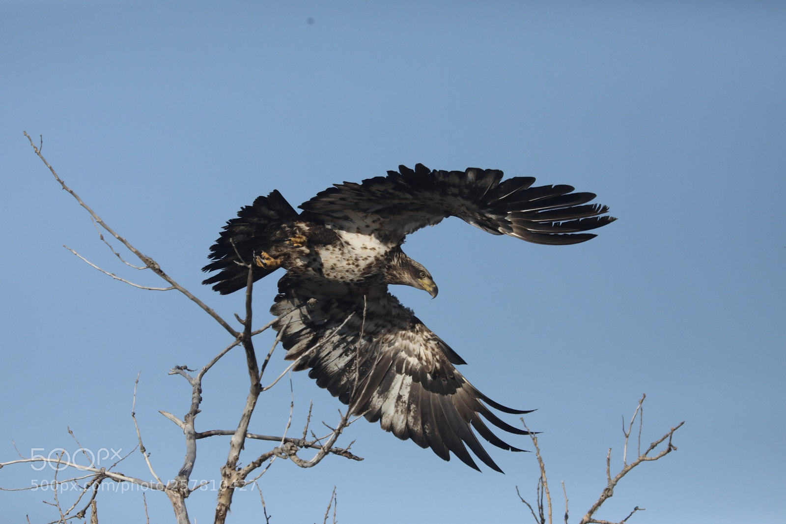 Canon EOS 5D Mark IV sample photo. Immature bald eagle photography