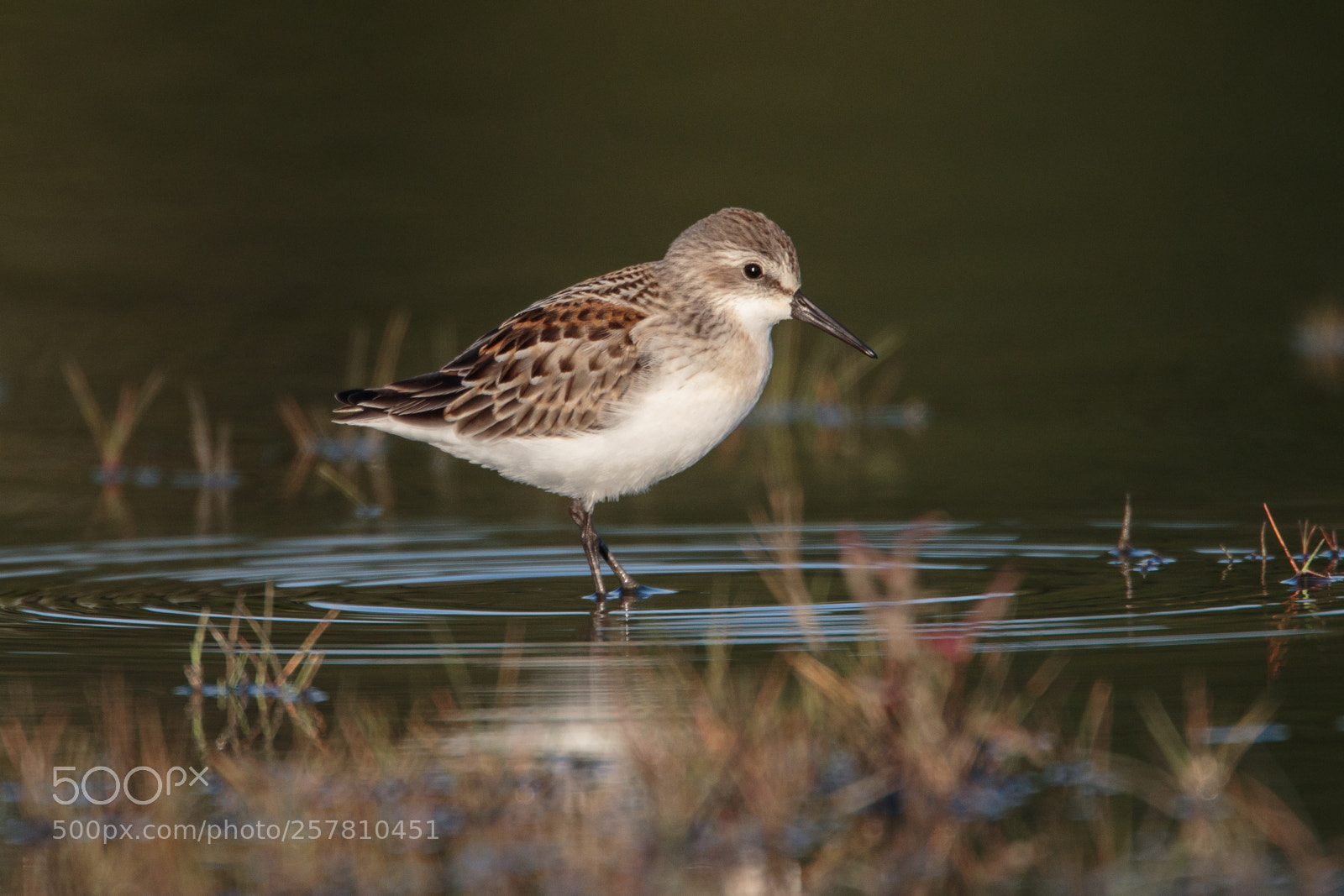 Canon EOS 7D Mark II sample photo. Western sandpiper photography