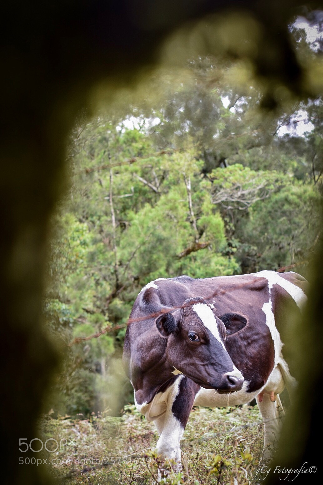 Nikon D5500 sample photo. Cow  photography