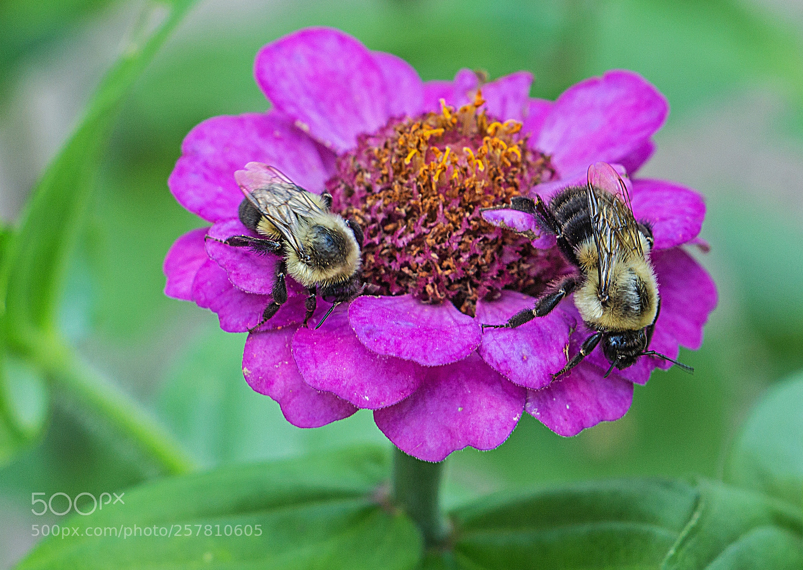 Canon EOS 700D (EOS Rebel T5i / EOS Kiss X7i) sample photo. Double teaming photography