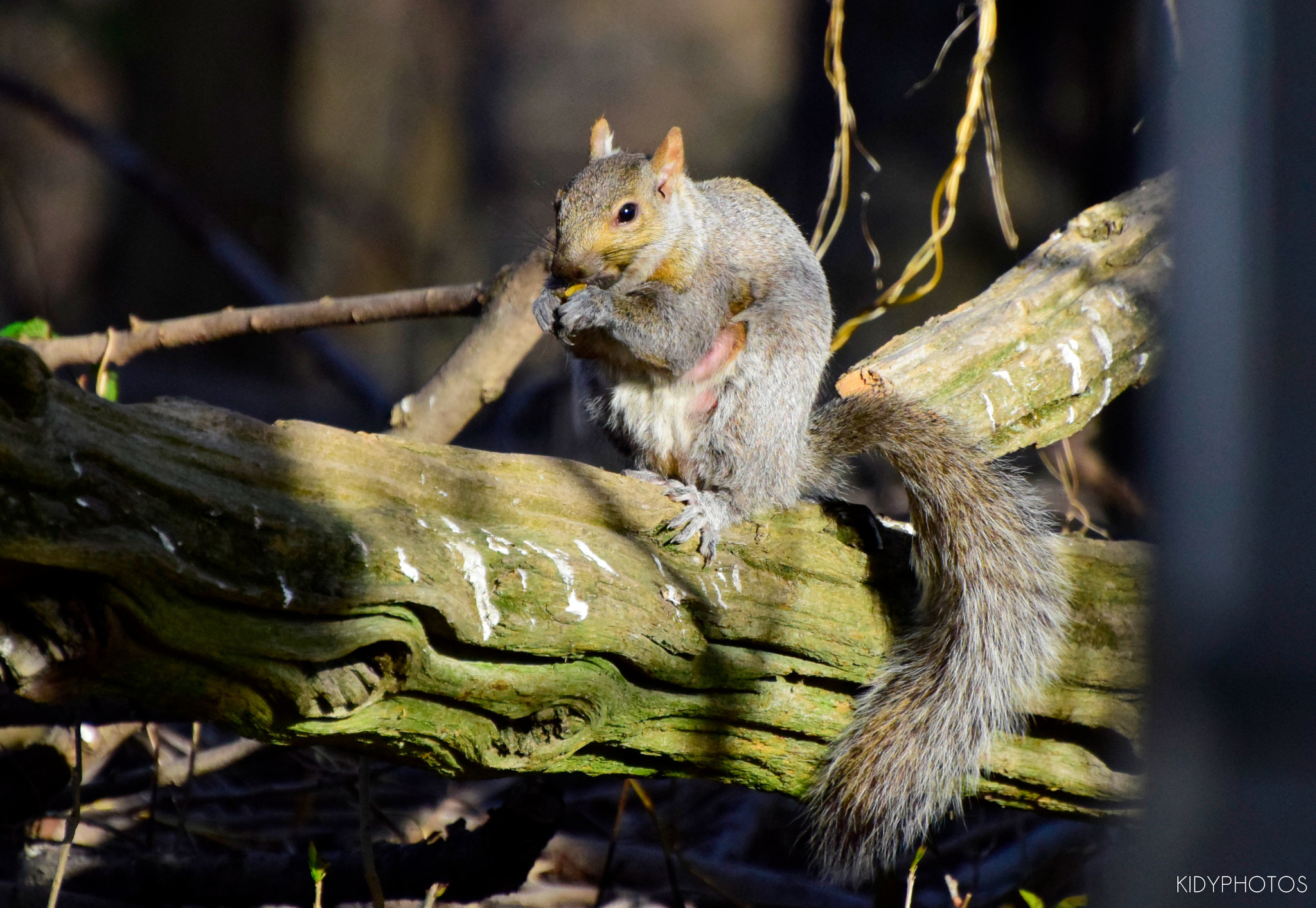 Nikon D5300 sample photo. Squirrel in the woods photography