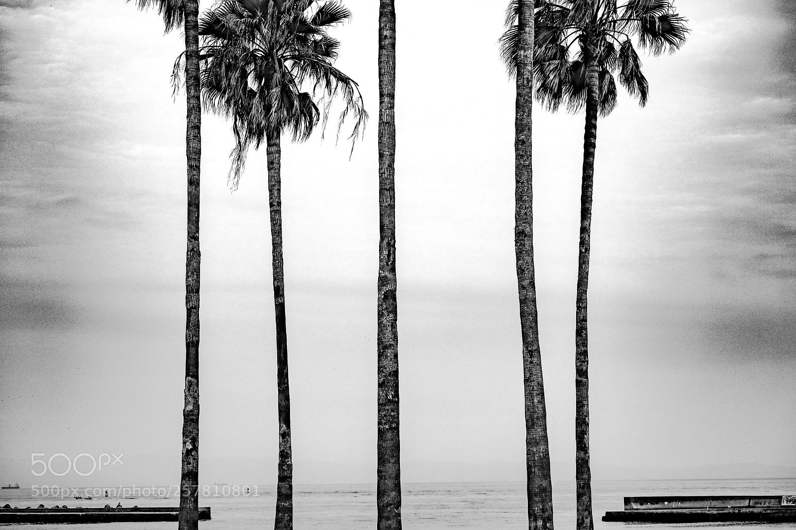 Fujifilm X-Pro2 sample photo. Palm trees photography