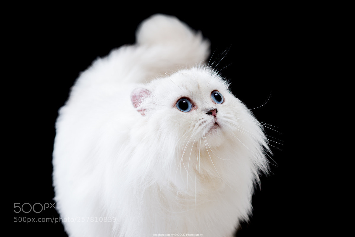 Nikon D610 sample photo. Cat portrait photo photography