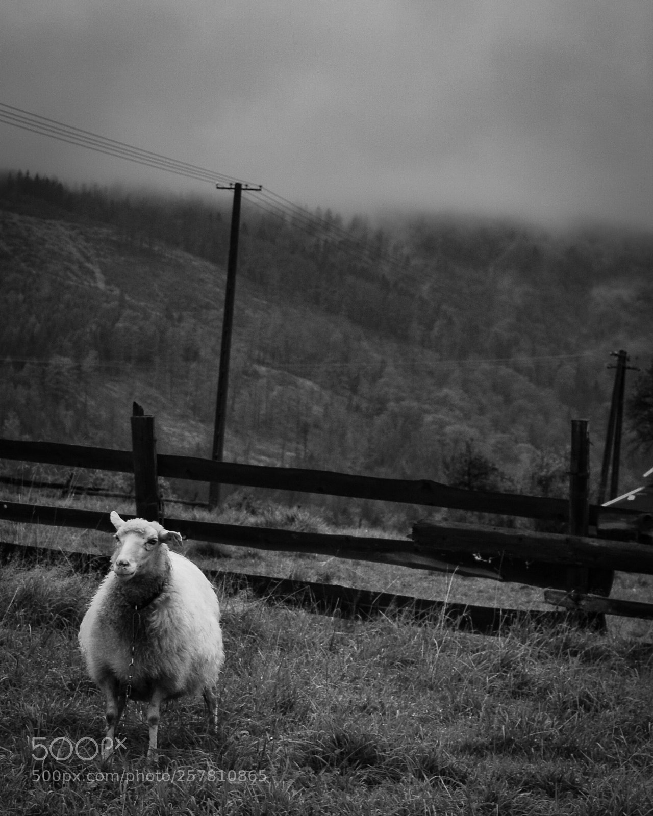 Nikon D5000 sample photo. Sheep in the fog photography