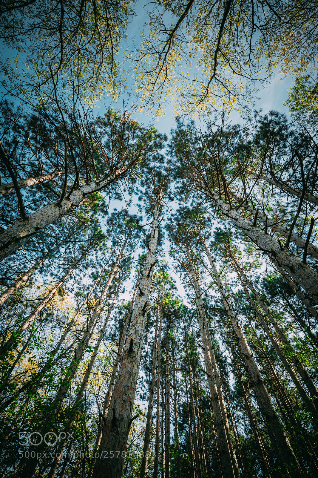Canon EOS 5D Mark IV sample photo. Pine tree forest during photography