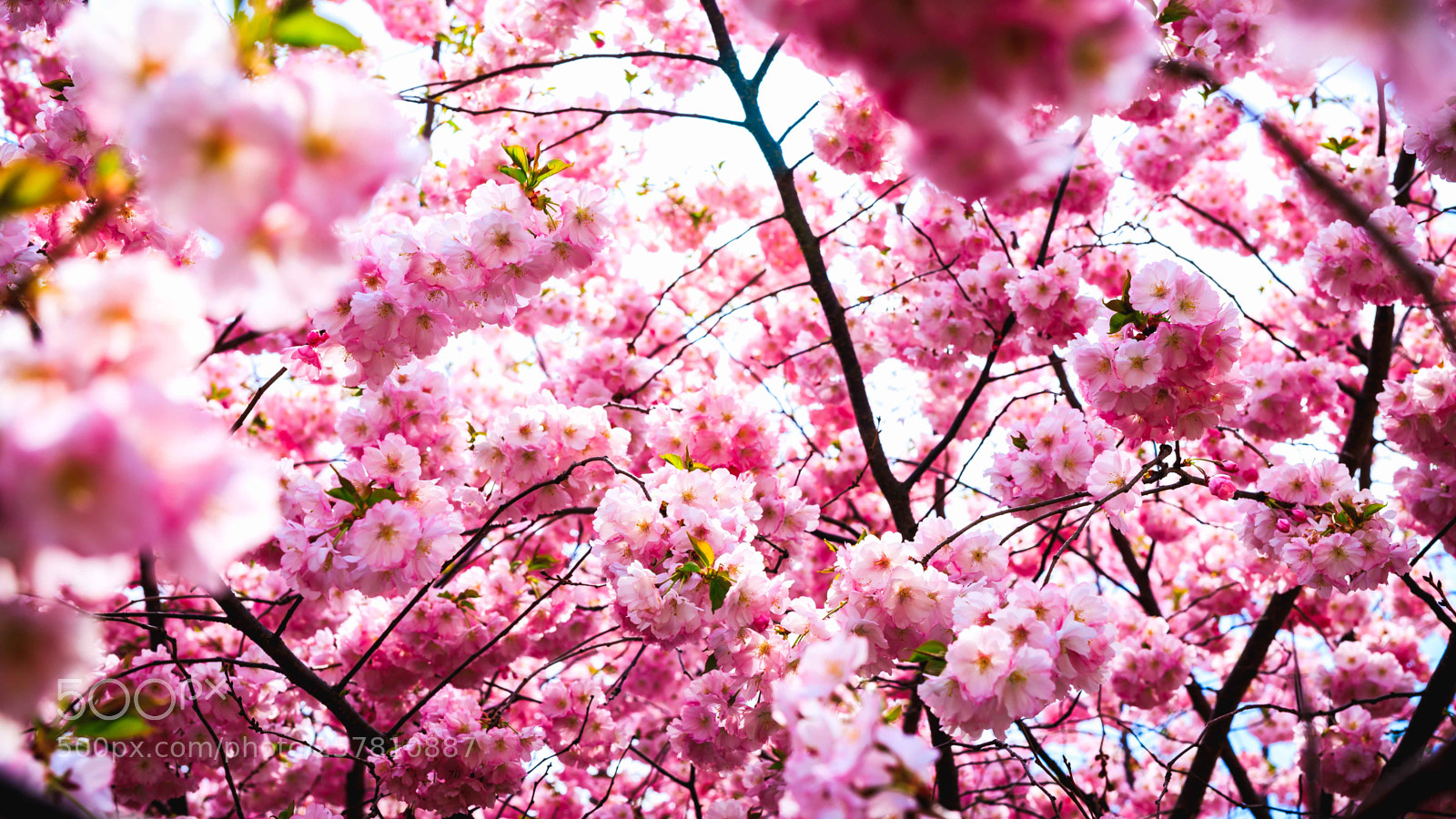 Canon EOS 6D Mark II sample photo. Cherry photography
