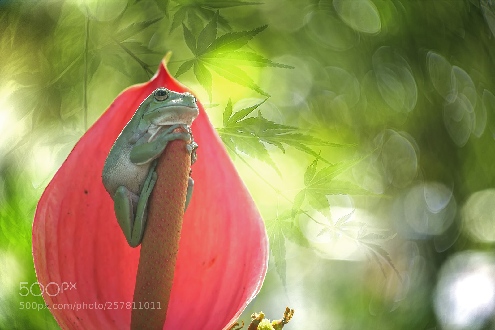 Nikon D800 sample photo. Frog, red, flower, bokeh photography