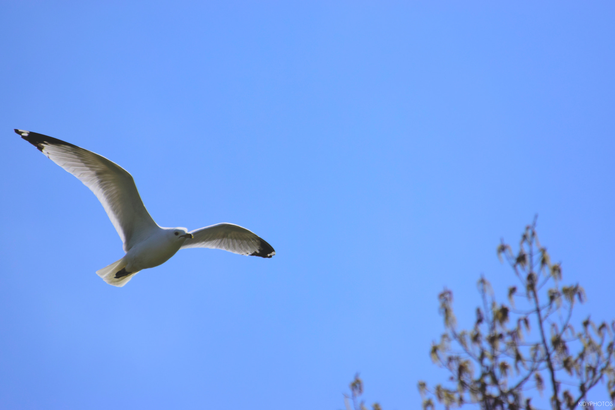 Nikon D5300 sample photo. Freedom photography