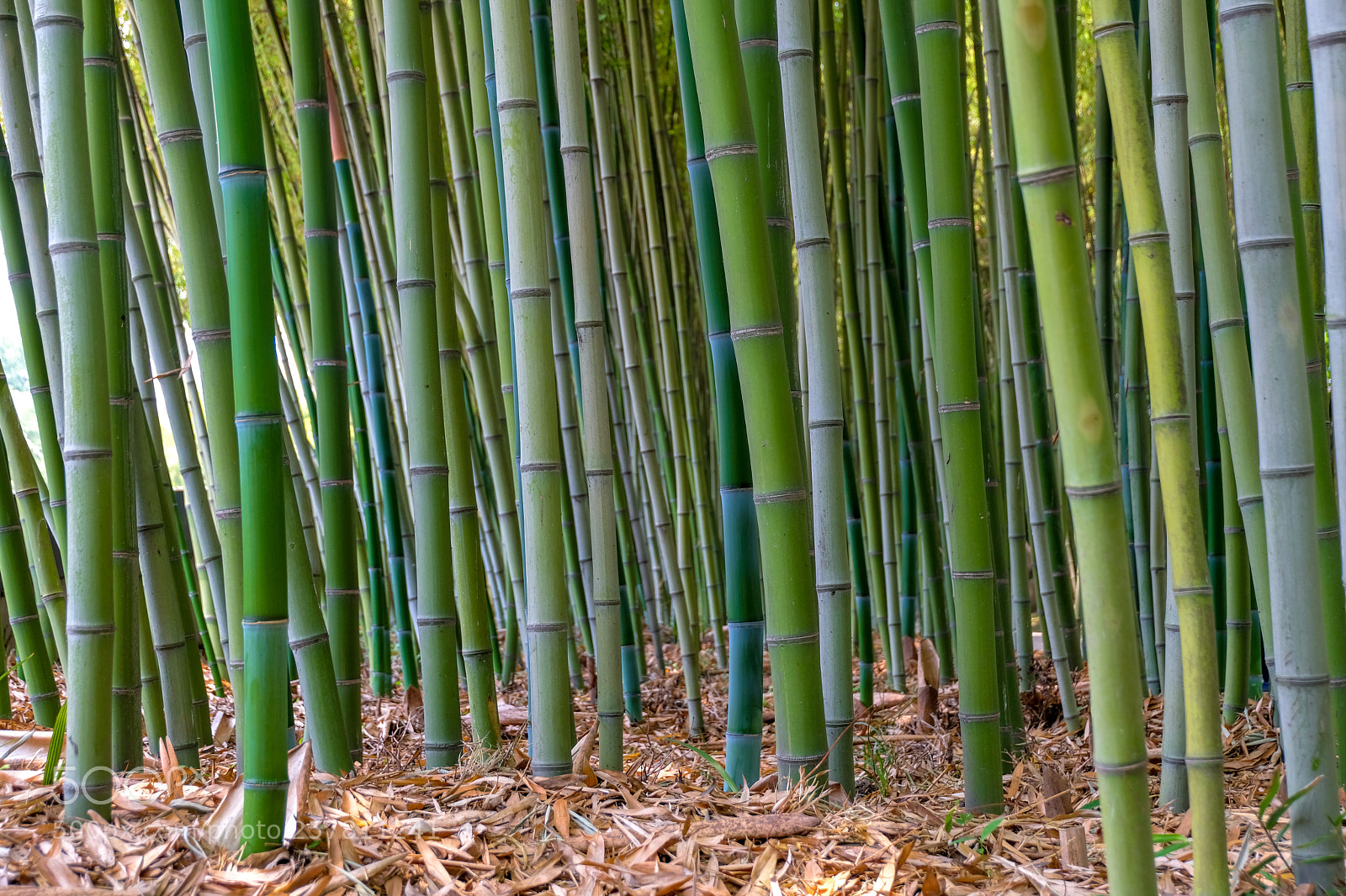 Fujifilm X-T20 sample photo. Bamboo forest photography