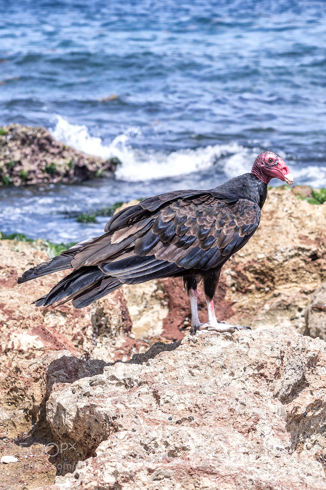 Canon EOS 5D Mark IV sample photo. Cathartes aura in miramar photography