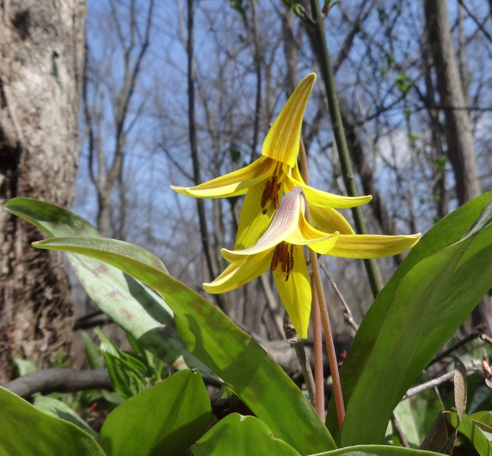 Sony Cyber-shot DSC-WX80 sample photo. Trout lilly 2018 photography