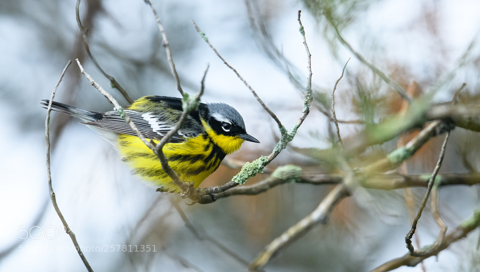 Nikon D850 sample photo. Magnolia warbler in the photography
