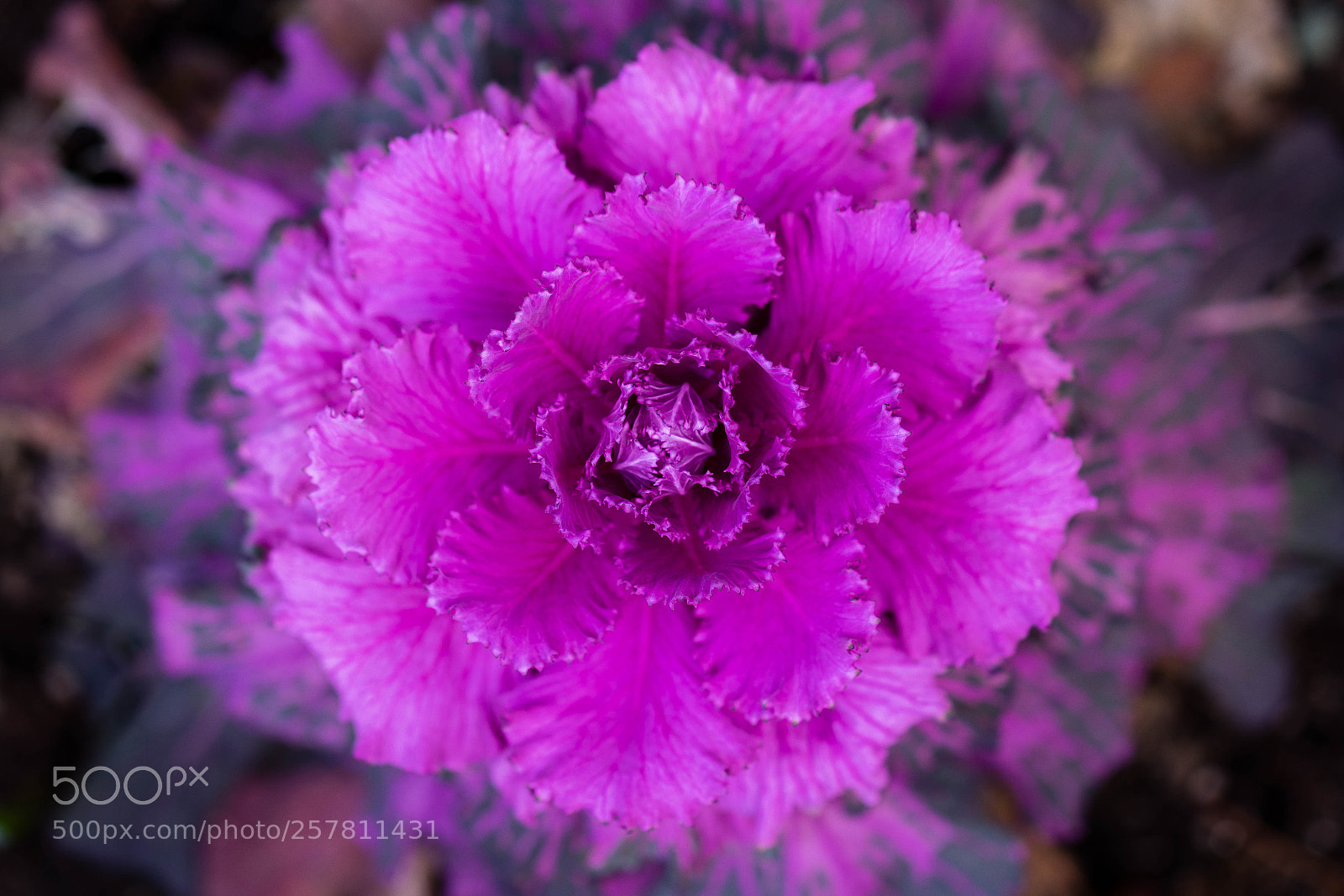 Sony a7 sample photo. Purple flower photography