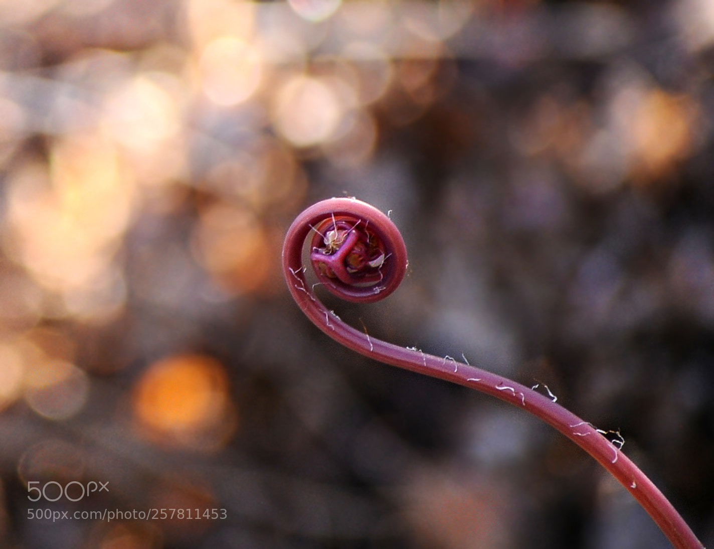 Nikon D300S sample photo. Fern frond maidenhair fern photography