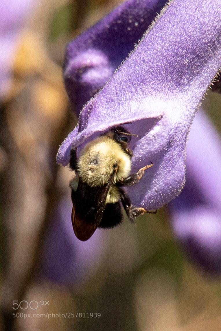 Canon EOS 6D sample photo. Carpenter bee on wildflower photography