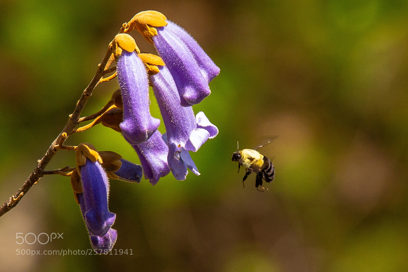 Canon EOS 6D sample photo. Flight of the carpenter photography