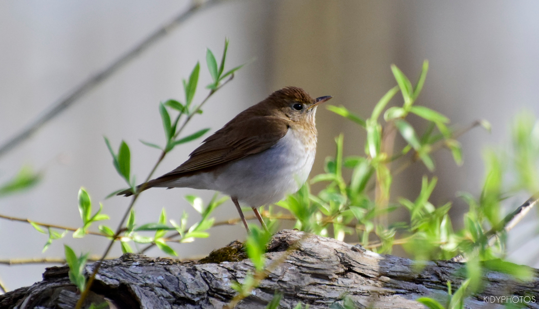 Nikon D5300 sample photo. Bird and spring photography