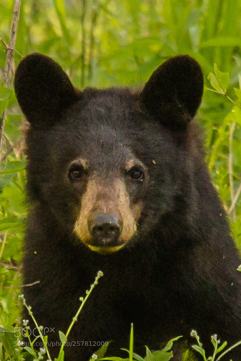 Canon EOS 6D sample photo. Black bear gaze photography