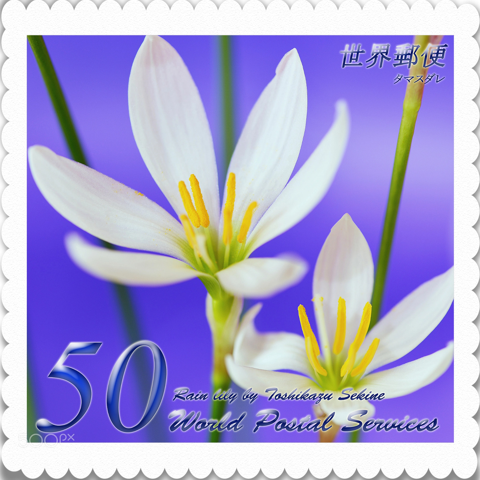 Nikon D800E sample photo. Rain lily photography