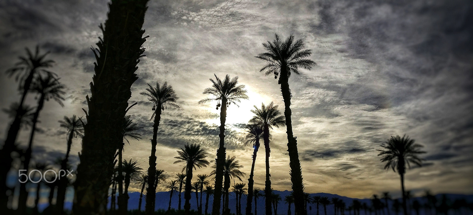 OnePlus A3000 sample photo. Palm photography