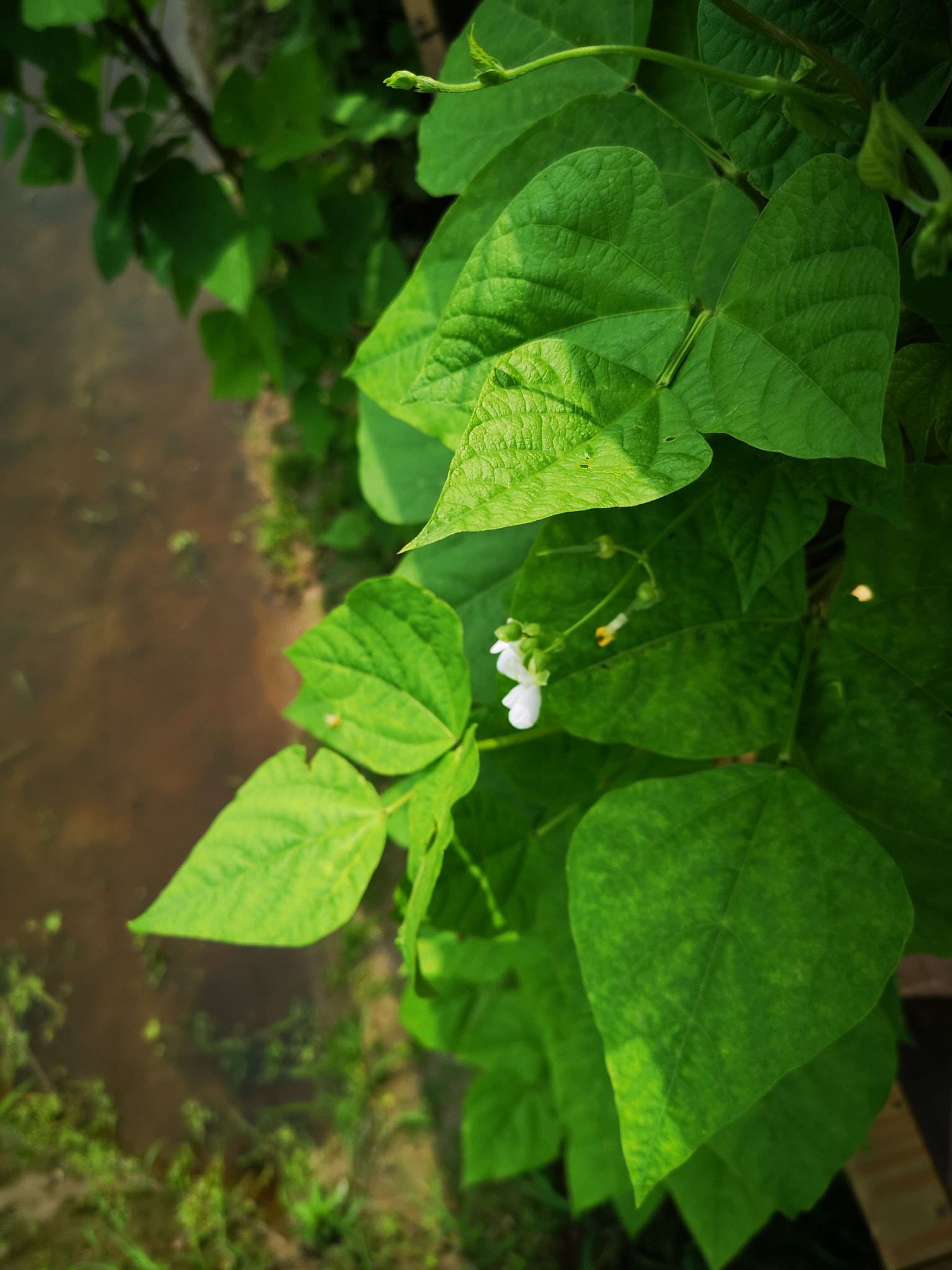 HUAWEI P20 Pro sample photo