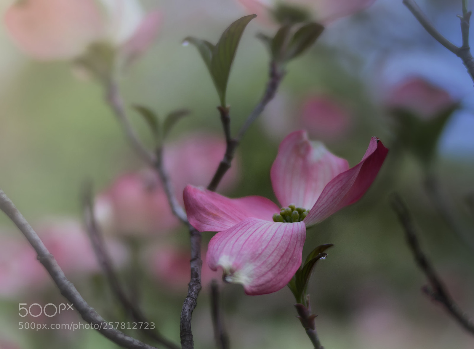 Canon EOS 800D (EOS Rebel T7i / EOS Kiss X9i) sample photo. Dogwood blossoms iii photography