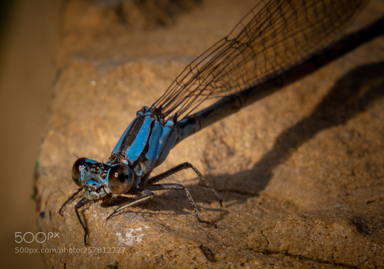Nikon D7200 sample photo. Bluedragon photography