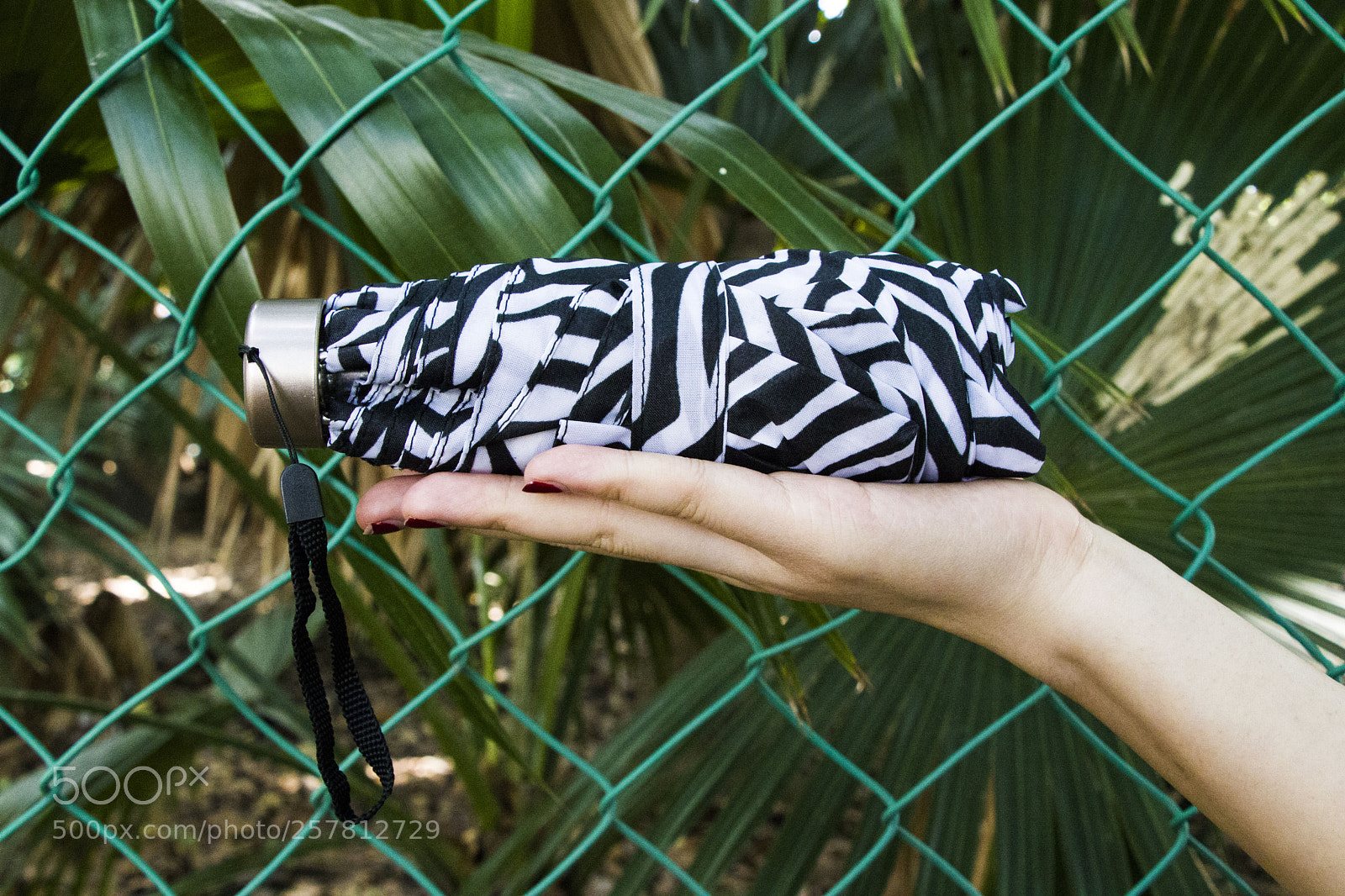Canon EOS 77D (EOS 9000D / EOS 770D) sample photo. Mini zebra umbrella to photography