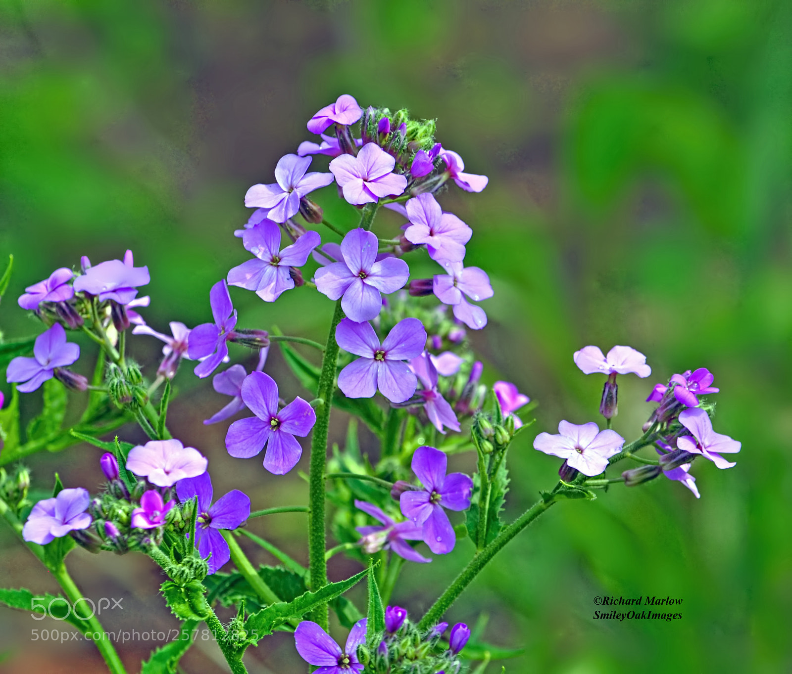 Nikon D5000 sample photo. Wild flowers photography