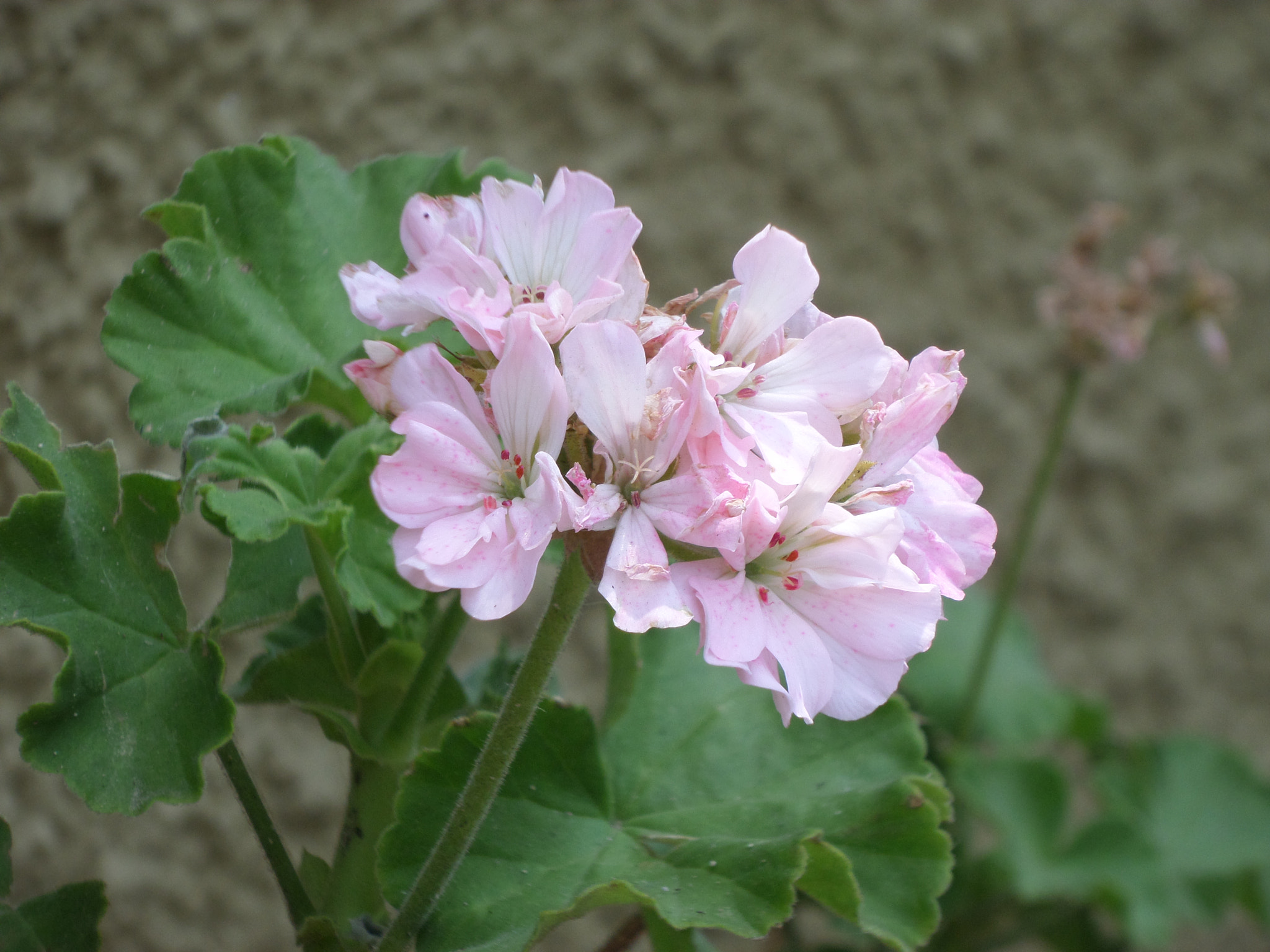 Samsung WB30F/WB31F/WB32F sample photo. Difuminado de rosa. photography