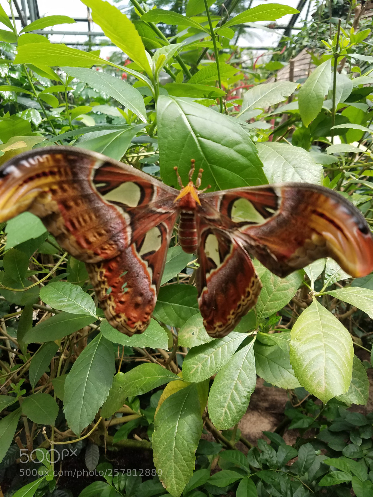 Samsung Galaxy S7 sample photo. Atlas moth photography