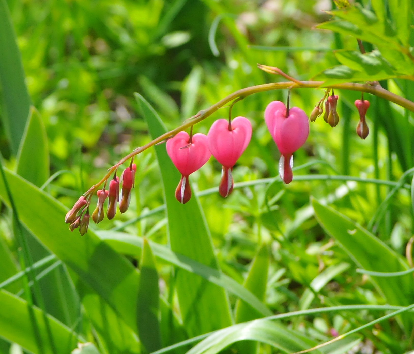 Nikon D300S sample photo. Bleeding hearts photography