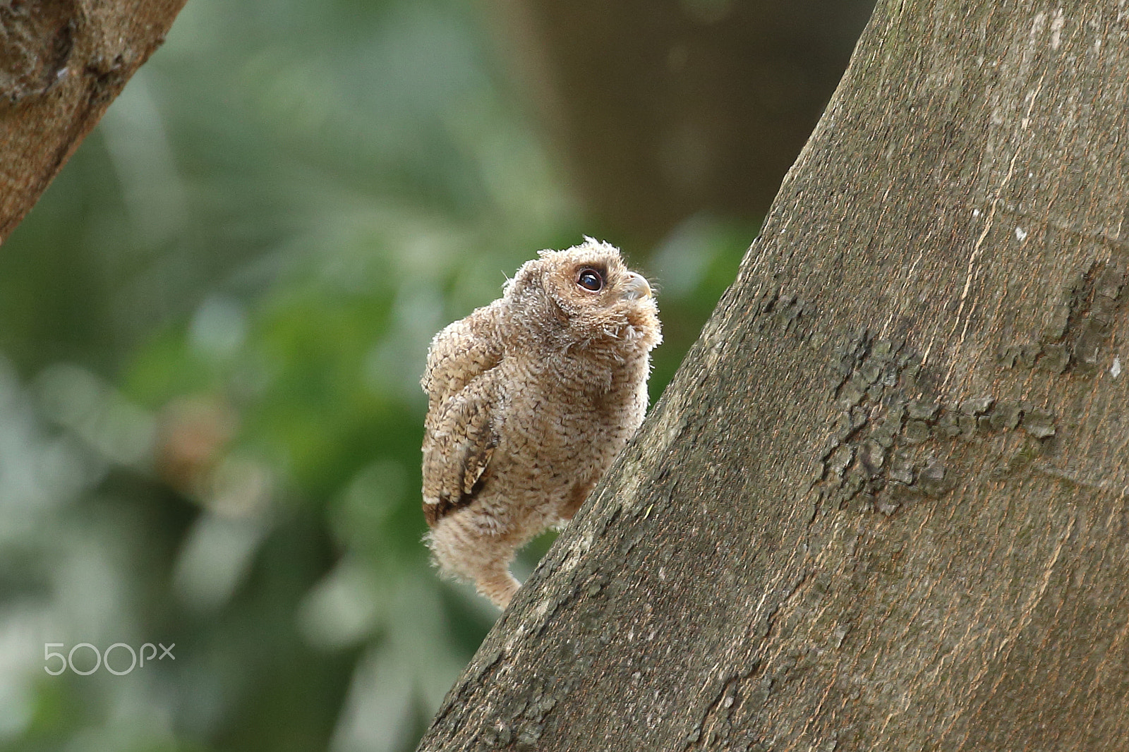 Canon EOS 70D sample photo. 123 gogogo photography