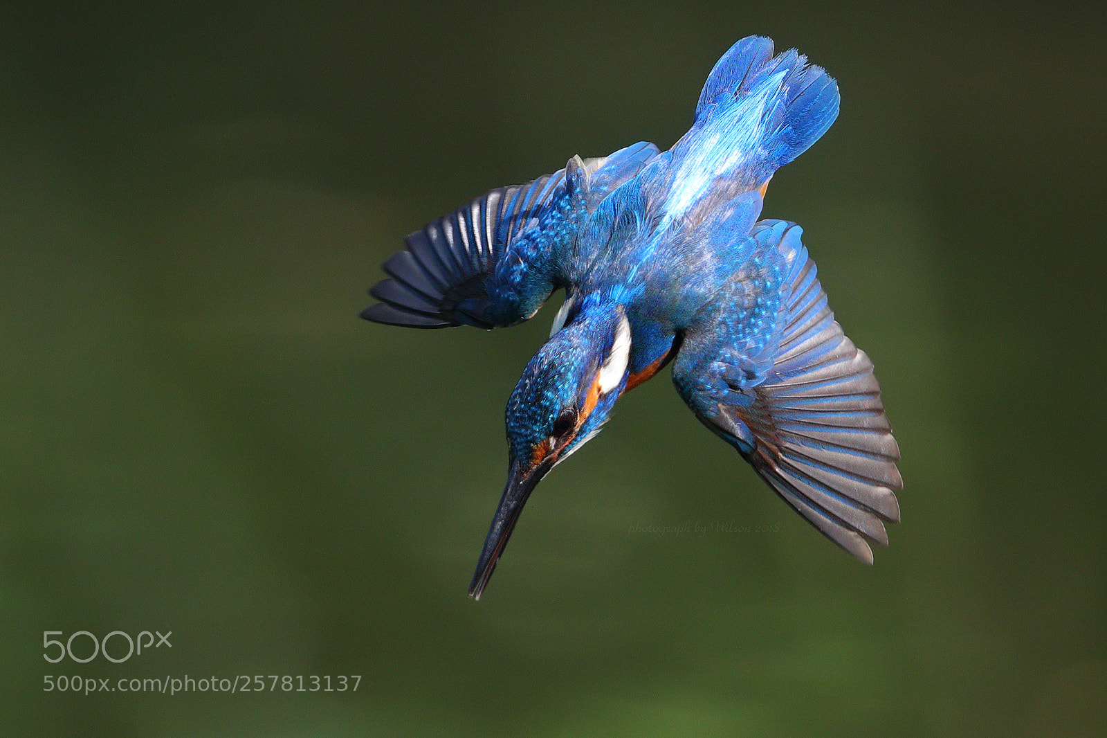 Canon EOS-1D X Mark II sample photo. Alcedo atthis photography