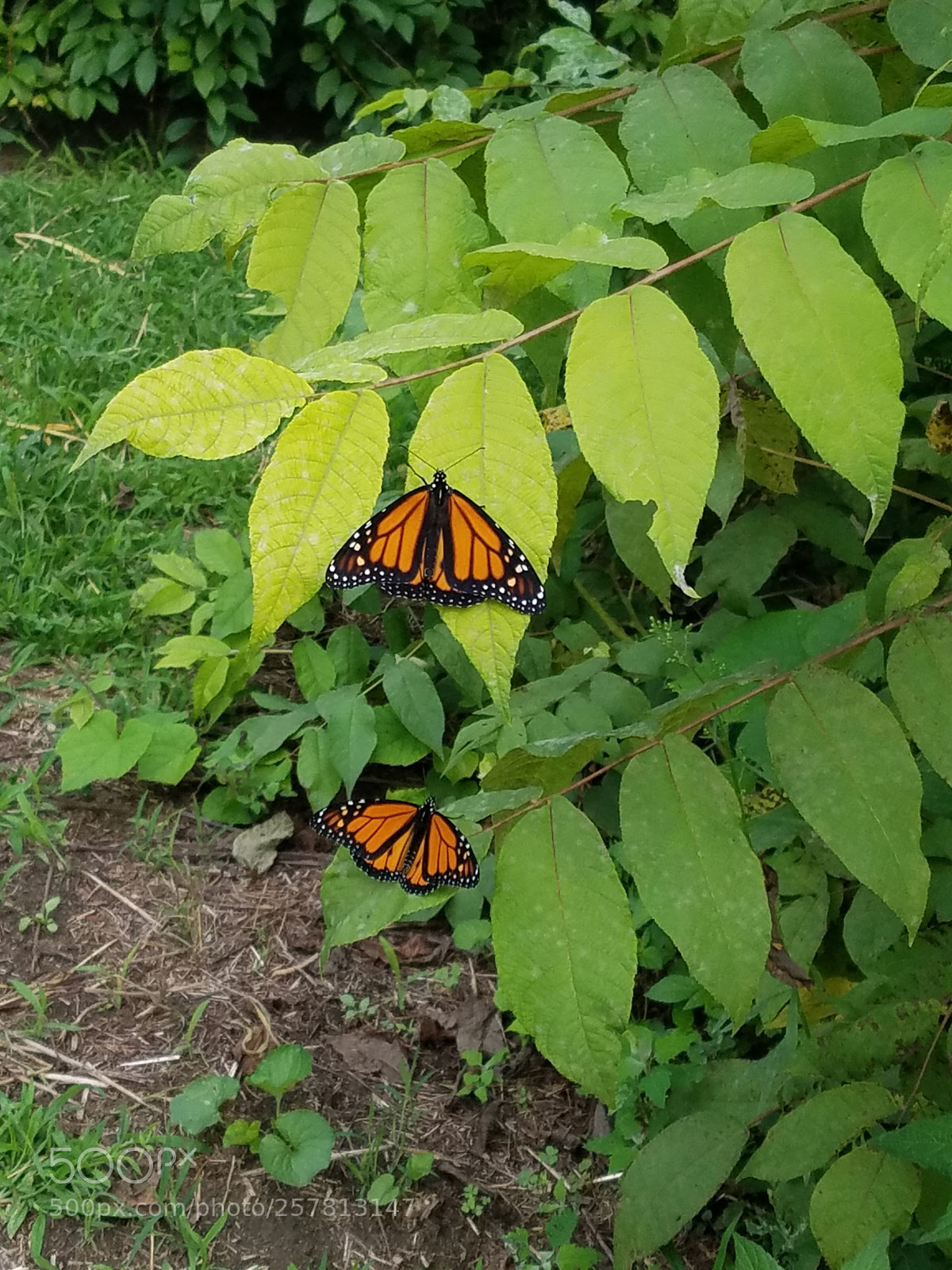 Samsung Galaxy S7 sample photo. Untitled photography