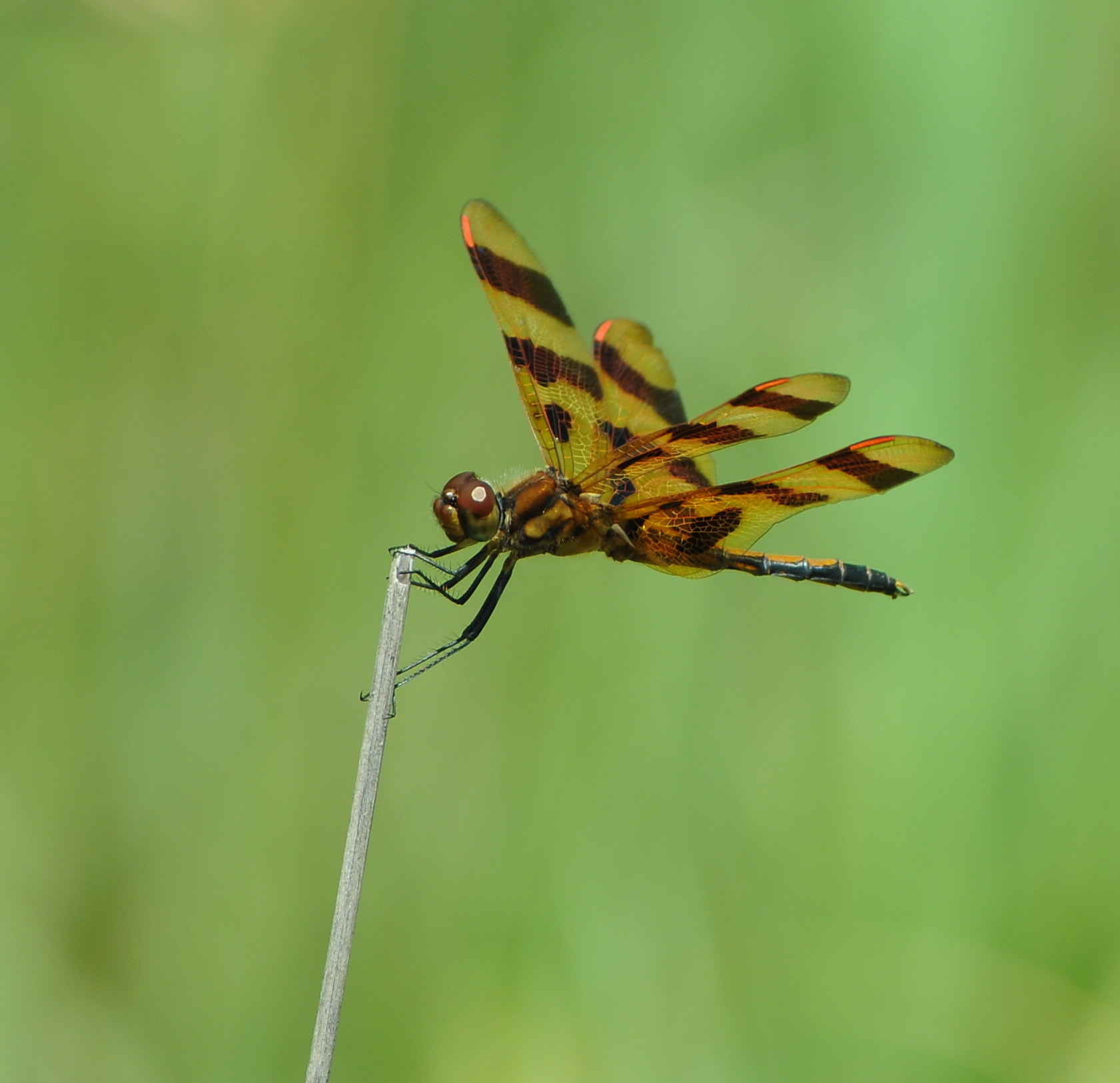 Nikon D300S sample photo. Dragonfly  i do love dragonflies a lot and am anxious for them to appear soon. photography