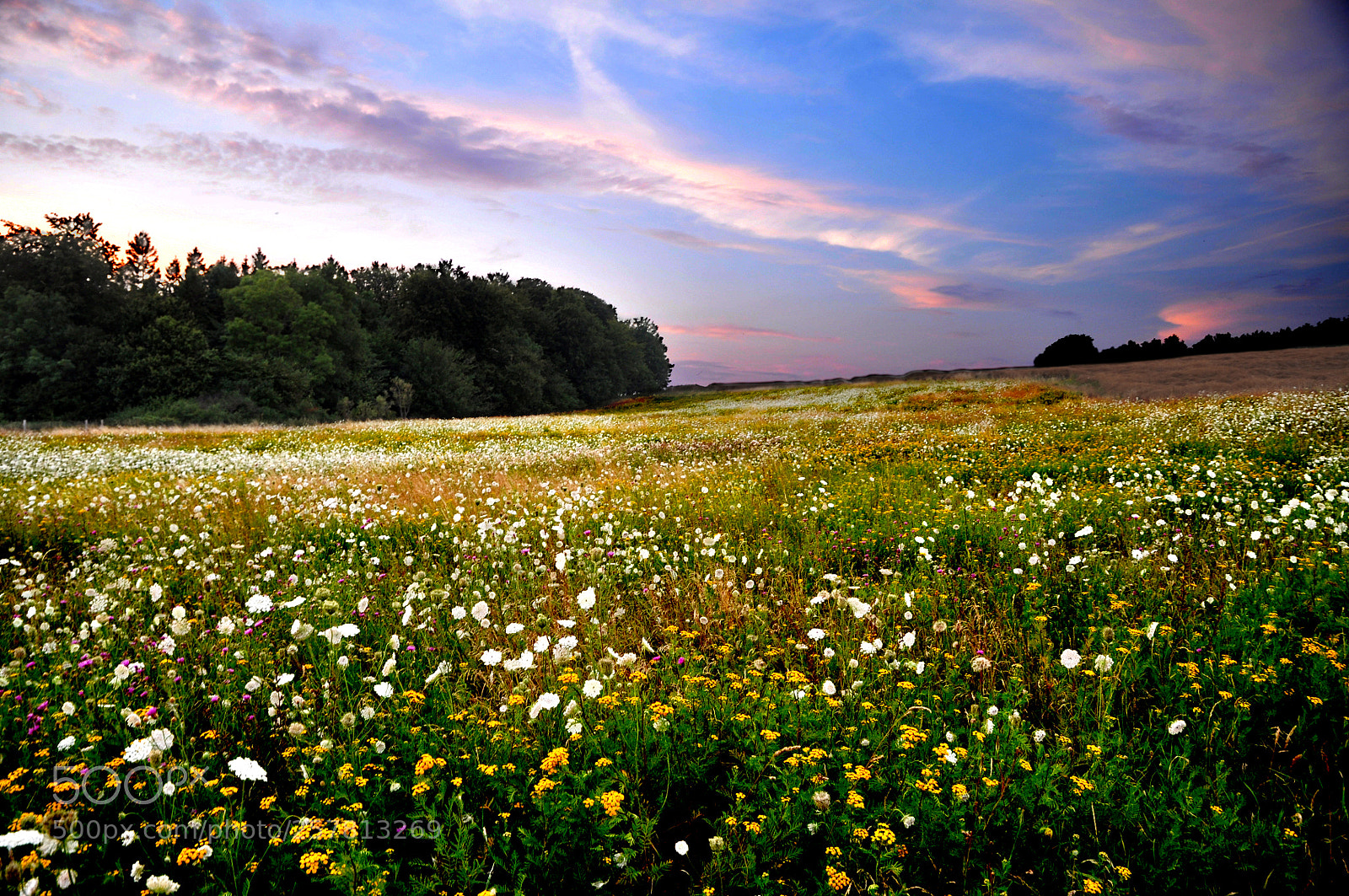 Nikon D90 sample photo. Flower field photography