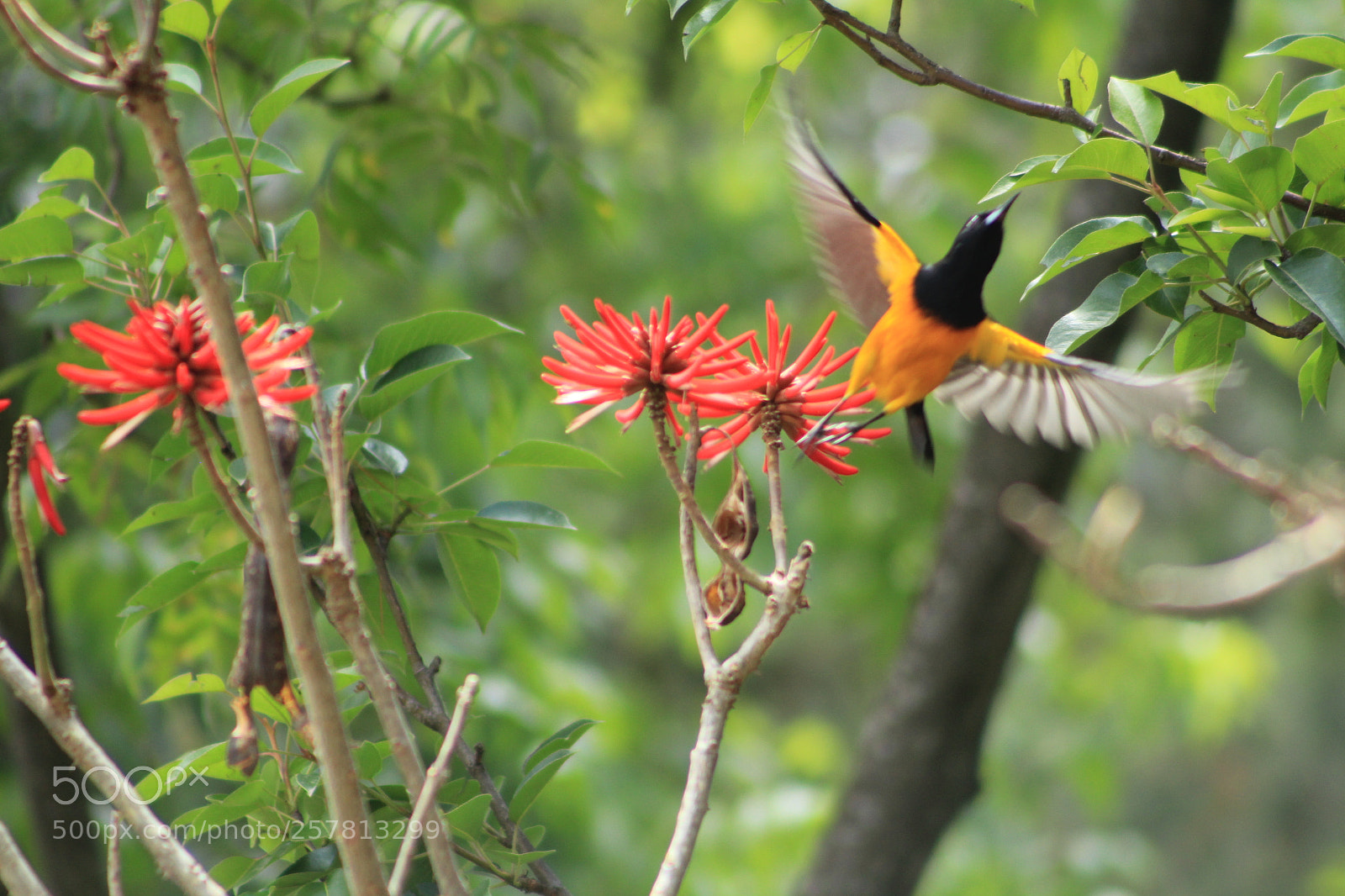 Canon EF 75-300mm f/4-5.6 sample photo. [] photography